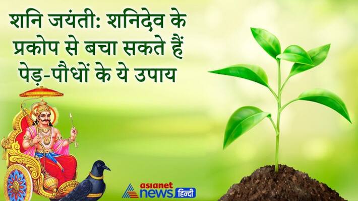 Shani Jayanti: Even by taking these small measures of trees and plants, you will be saved from the wrath of Shani Dev KPI Shani Jayanti: Even by taking these small measures of trees and plants, you will be saved from the wrath of Shani Dev KPI