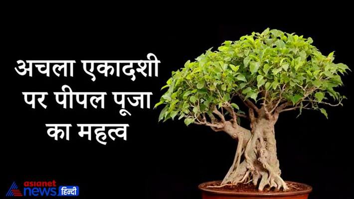 Achala Ekadashi today: Peepal worship has special significance on this day, you get the auspicious results of planets KPI Achala Ekadashi today: Peepal worship has special significance on this day, you get the auspicious results of planets KPI