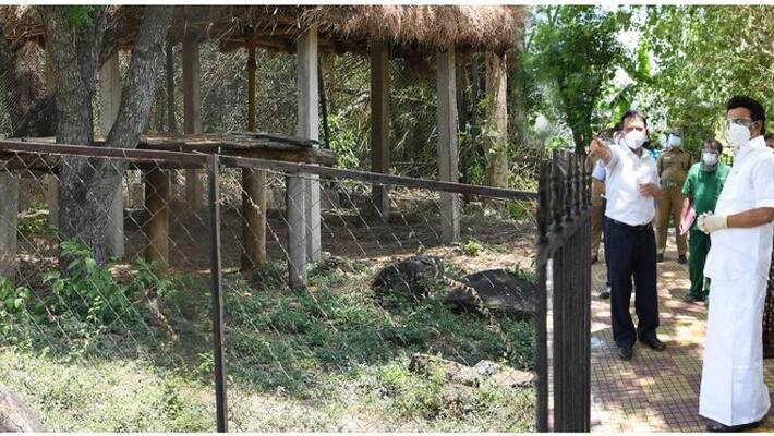 Lions affected by corona ... TN Chief minister Stalin visit to Vandalur..! Lions affected by corona ... TN Chief minister Stalin visit to Vandalur..!