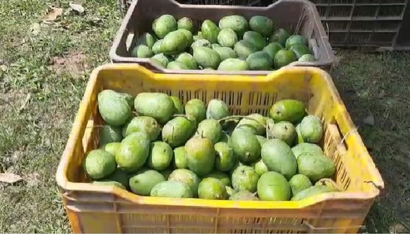 মারণ রোগ ক্যান্সার এবং লিউকোমিয়ার মতোন রোগের আশঙ্কা কমে যায় এই আম খেলে।