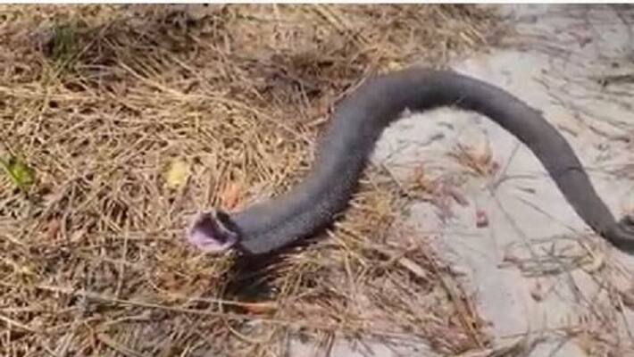 fake : snake shouting like man in karimnagar video viral - bsb fake : snake shouting like man in karimnagar video viral - bsb