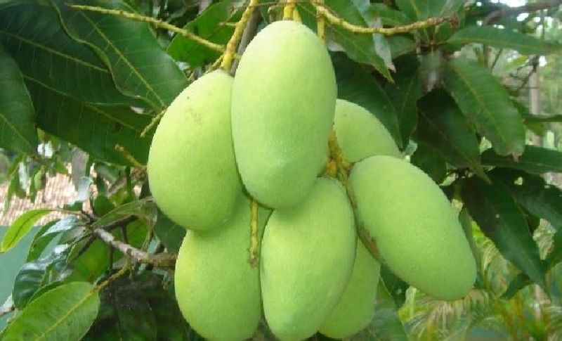 नूरजहां की बागवानी के विशेषज्ञ इशाक मंसूरी ने बताया कि नूरजहां आम जून की शुरुआत में पैदा होता है। पेड़ पर जनवरी-फरवरी में फूल आने लगते हैं। कोविड-19 के प्रकोप के कारण आमों के कारोबार पर थोड़ा असर पड़ा है। जलवायु परिवर्तन के कारण बौर (आम के फूल) ही नहीं आए थे। लेकिन पिछली साल की तुलना में इस बार इसकी पैदावार ठीक है।