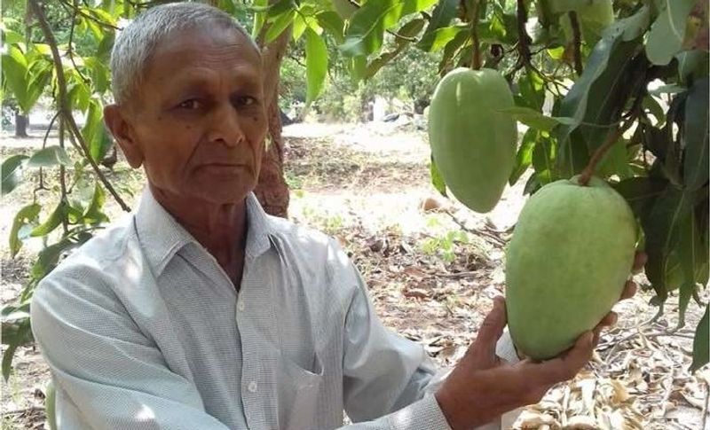 दरअसल,'नूरजहां' किस्म अफगानिस्तानी मूल की मानी जाती है। अलीराजपुर जिले के कट्ठीवाड़ा क्षेत्र में इसके कुछ गिने-चुने पेड़ लगे हुए हैं। जिनकी बुकिंग पिछले साल हो चुकी है। किसी ने एक आम 800 रुपए तो किसी ने 1200 रुपए में बुक किया है। इसके शौकीनों की पिछले साल मायूसी हाथ लगी थी, लेकिन इस बार मौसम मेहरबान है तो इसकी पैदवार अच्छी हुई है।