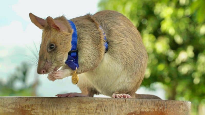 Magawa landmine detection rat retires