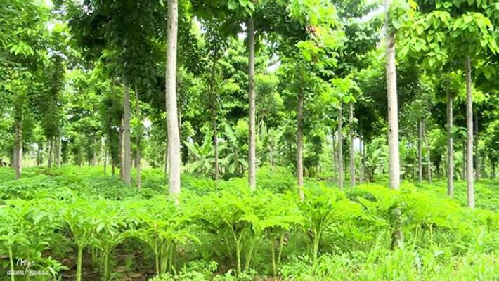 trees based farming is the only solution to save soil trees based farming is the only solution to save soil