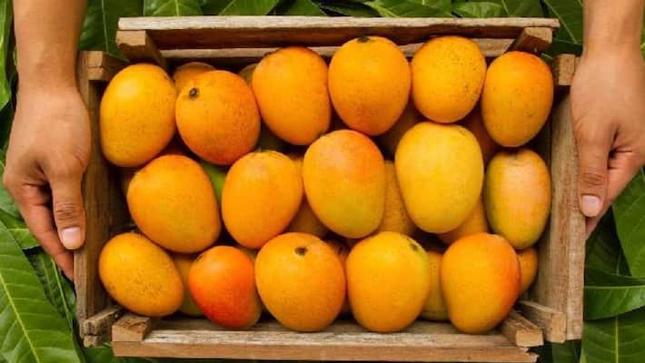 Bangladesh Prime Minister Sheikh Hasina sent mangoes for Narendra Modi and Mamata Banerjee bpsb Bangladesh Prime Minister Sheikh Hasina sent mangoes for Narendra Modi and Mamata Banerjee bpsb