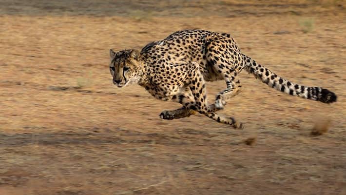 Official says 250 Chital Deer Herded In Madhya Pradesh Forest For Cheetahs Official says 250 Chital Deer Herded In Madhya Pradesh Forest For Cheetahs