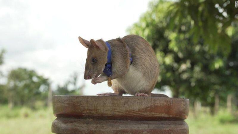 Magawa landmine sniffing rat dies