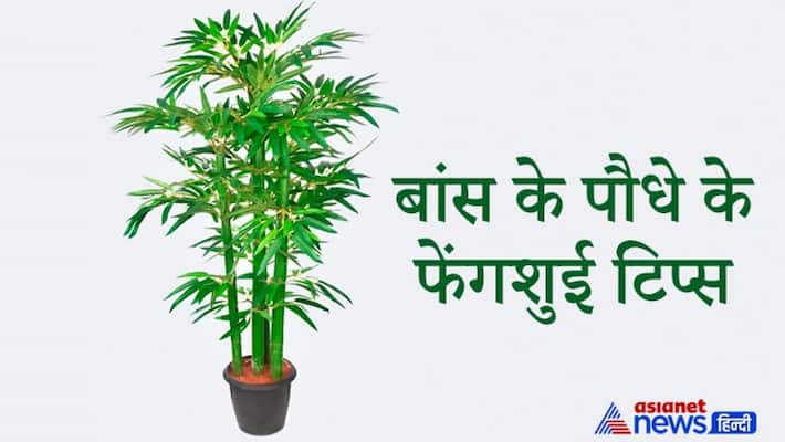 In Feng Shui, this plant is considered good luck and longevity, it removes negativity KPI In Feng Shui, this plant is considered good luck and longevity, it removes negativity KPI