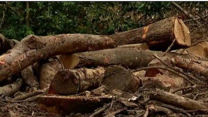 revenue officials caught two lodes tress revenue officials caught two lodes tress