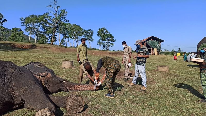 ഗുരുതരമായി വംശനാശഭീഷണി നേരിടുന്ന ഇന്ത്യൻ വെള്ളനിറത്തിലുള്ള കഴുകനും നീണ്ട ബില്ലുള്ള കഴുകനും ഉൾപ്പെടെ 266 ഇനം പക്ഷികളെങ്കിലും ഈ വന്യജീവി സങ്കേതത്തിൽ ഉണ്ട്.