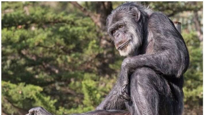 Oldest male chimpanzee in US dies at age 63 at California zoo Oldest male chimpanzee in US dies at age 63 at California zoo