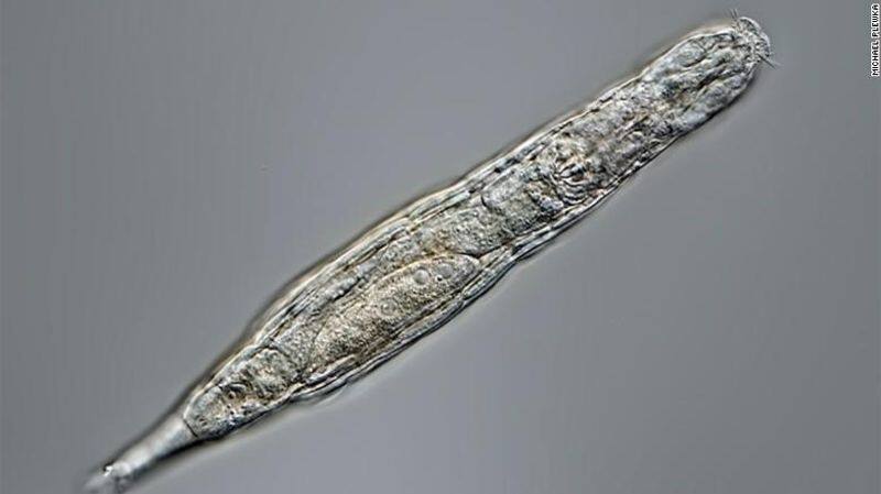 a microscopic animal survived 24000 years in Siberian permafrost
