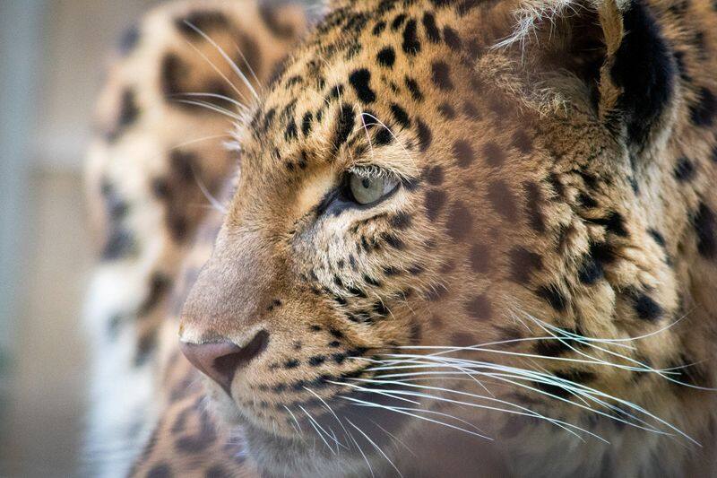 five year girl killed by leopard