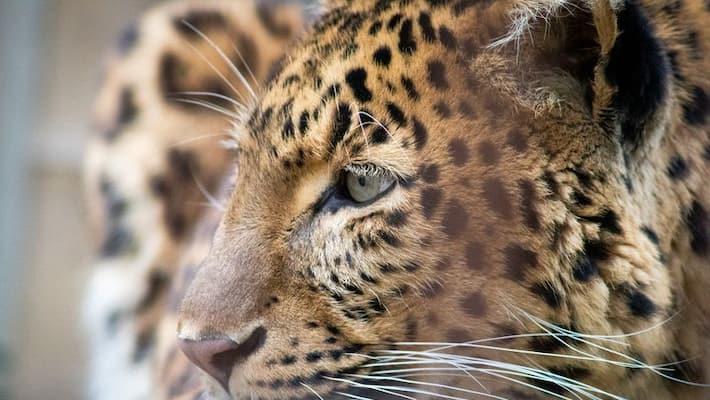brothers escaped from leopard by throwing birthday cake to it brothers escaped from leopard by throwing birthday cake to it