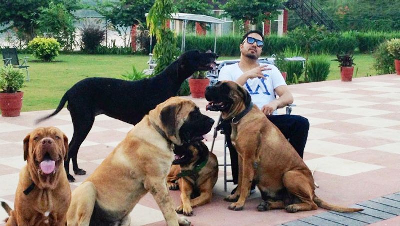 मीका के पास मुंबई के अंधेरी में एक आलीशान अपार्टमेंट हैं। उनके पास एक शानदार फार्महाउस है, जिसकी कीमत करोड़ों में है। 