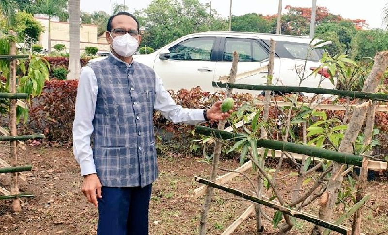 सीएम ने पचमढ़ी पहुंचते ही सोशल मीडिया पर एक आम के पेड़ के साथ पोस्ट शेयर किया है। जिसमें उन्होंने लिखा-मेहनत का फल' शायद इसे ही कहते हैं! मेरे द्वारा 16 अगस्त 2016 को लगाये गए आम के पेड़ में फल आ गए हैं। आप भी जब पौधा लगाएंगे, उसकी देखभाल करेंगे और जब वह पेड़ बड़ा होकर आपको फल देगा, तो मैं विश्वास के साथ कह सकता हूँ कि उससे ज़्यादा आनंद की अनुभूति आपको नहीं होगी। 