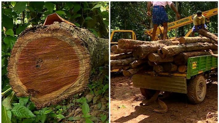 trees that were hidden in mutttil will be taken into custody today trees that were hidden in mutttil will be taken into custody today