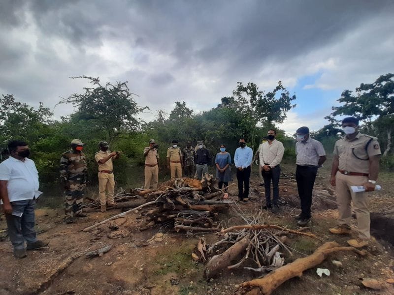 ಸ್ವಾಭಾವಿಕವಾಗಿ ಸಾವನ್ನಪ್ಪಿರೋ ಹುಲಿಯ ಅಂತ್ಯಸಂಸ್ಕಾರ ನೆರವೇರಿಸಲಾಗಿದೆ.