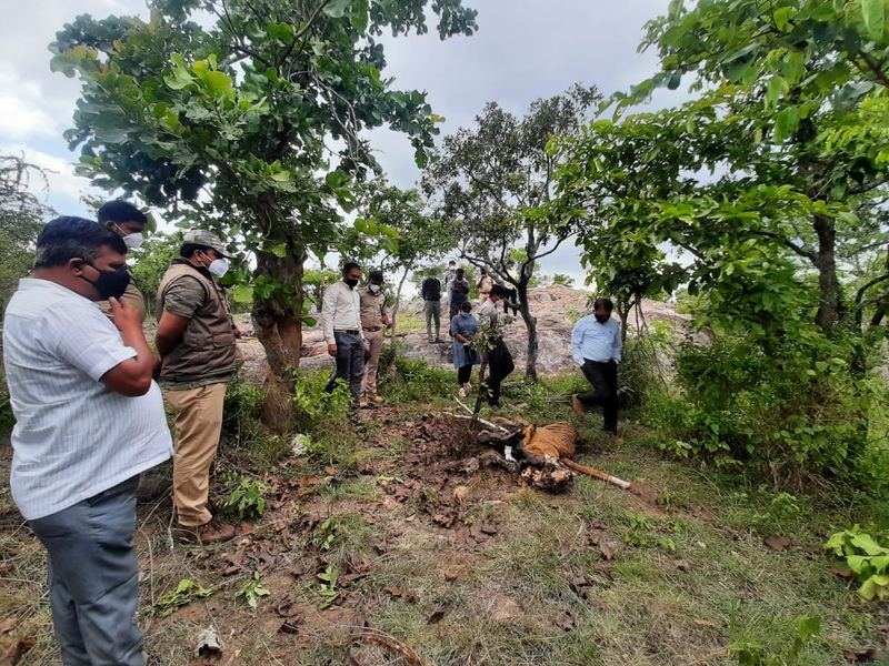 ಎರಡು ವಾರಗಳ ಹಿಂದೆ ಬಂಡೀಪುರ ಹುಲಿ ರಕ್ಷಿತಾರಣ್ಯದಲ್ಲಿ 9 ವರ್ಷದ ಹೆಣ್ಣು ಹುಲಿ ಸಾವನ್ನಪ್ಪಿತ್ತು.