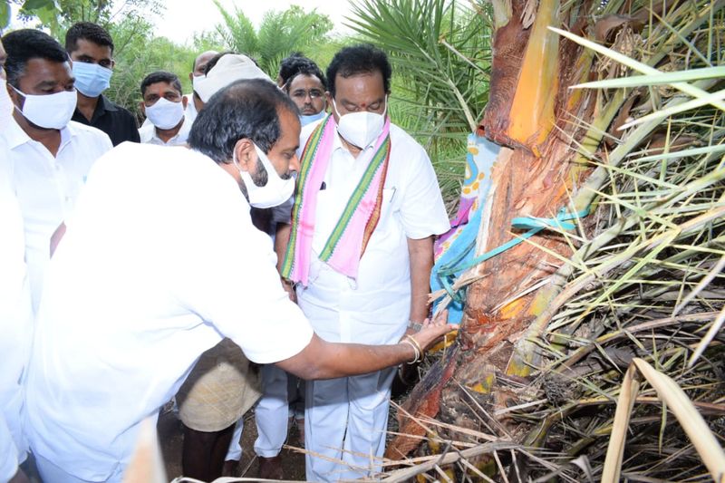 జగిత్యాల: తెలంగాణ ఆబ్కారీ శాఖ మంత్రి శ్రీనివాస్ గౌడ్ గీత కార్మికుడిగా మారారు. గురువారం జగిత్యాల జిల్లా మెట్ పల్లి మండలం వెంపేట్ గ్రామంలో పర్యటించిన మంత్రి ఈత, తాటి వనాలలో పని చేస్తున్న గీత కార్మికులను కలిసి వారి బాగోగులను అడిగి తెలుసుకున్నారు. ఈ క్రమంలోనే మంత్రి స్వయంగా ఈత చెట్టుకు నీరాను గీసి తాగారు. ఇలా గీత కార్మికులను మంత్రి శ్రీనివాస్ గౌడ్ ప్రోత్సహించారు.
