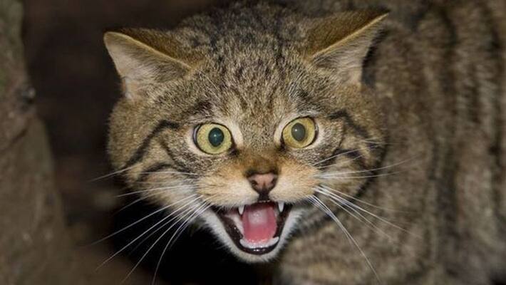 Fear of cats in Kerala, 28000 cases Registered of cat bite kpa Fear of cats in Kerala, 28000 cases Registered of cat bite kpa