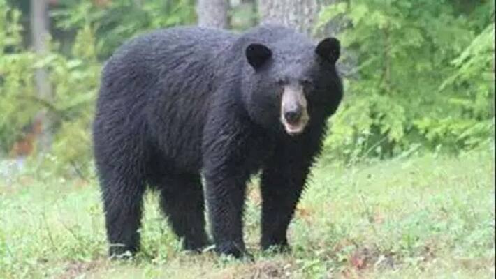 The bear reached the village after wandering from the forest, injured four asa The bear reached the village after wandering from the forest, injured four asa