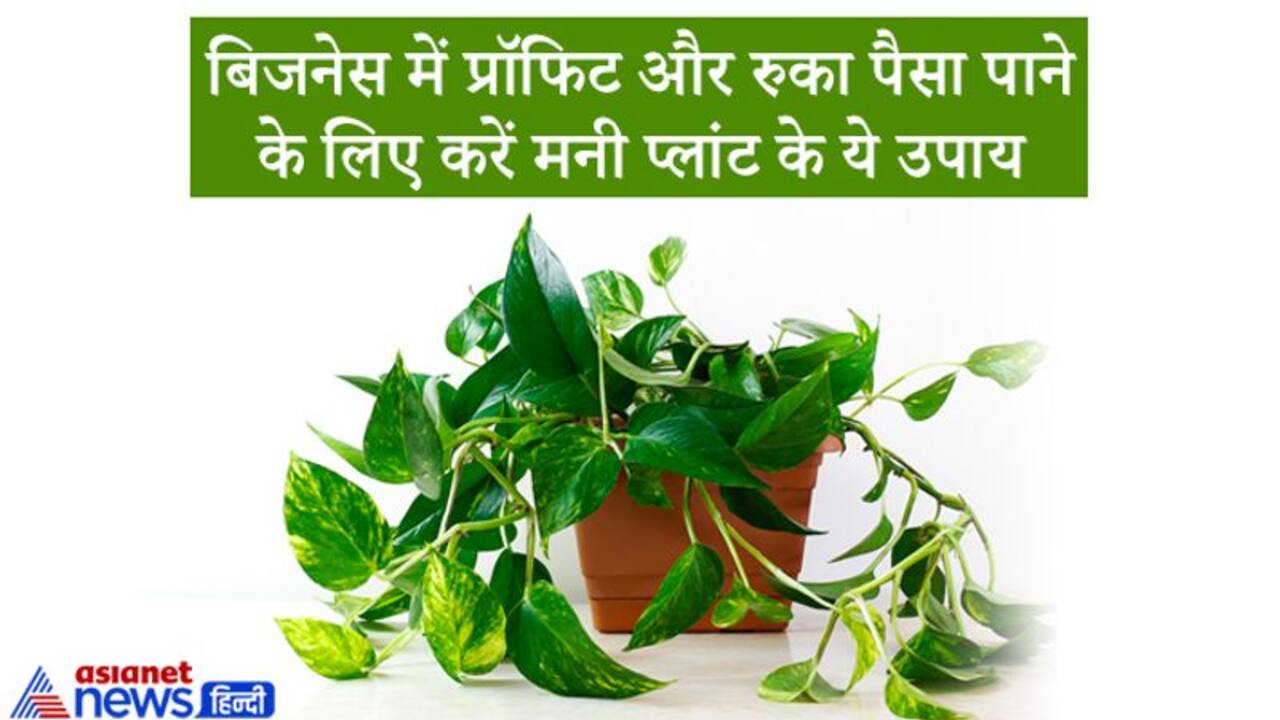 बिजनेस में फायदा और रुका हुआ पैसा पाने के लिए कर सकते हैं मनी प्लांट से  जुड़ा 2 आसान उपाय | Do these 2 remedies of money plant for business growth  and income KPI