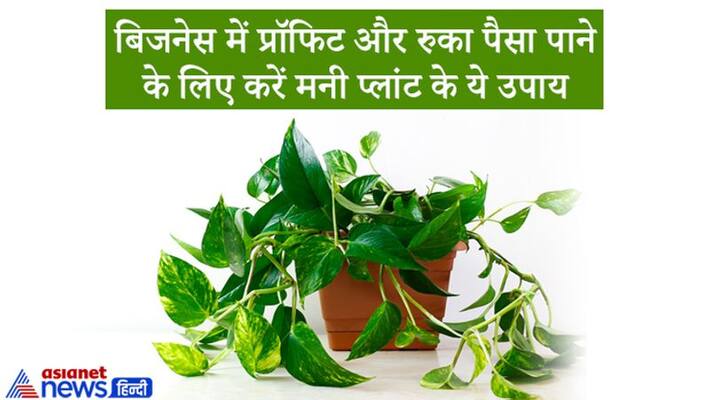 Do these 2 remedies of money plant for business growth and income KPI Do these 2 remedies of money plant for business growth and income KPI