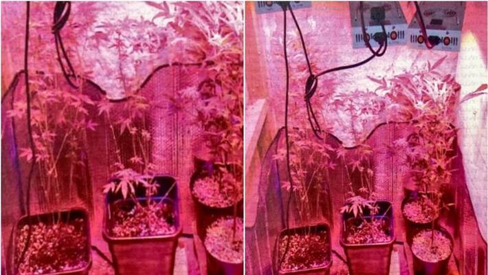 four men on trial for growing marijuana in Bahrain four men on trial for growing marijuana in Bahrain