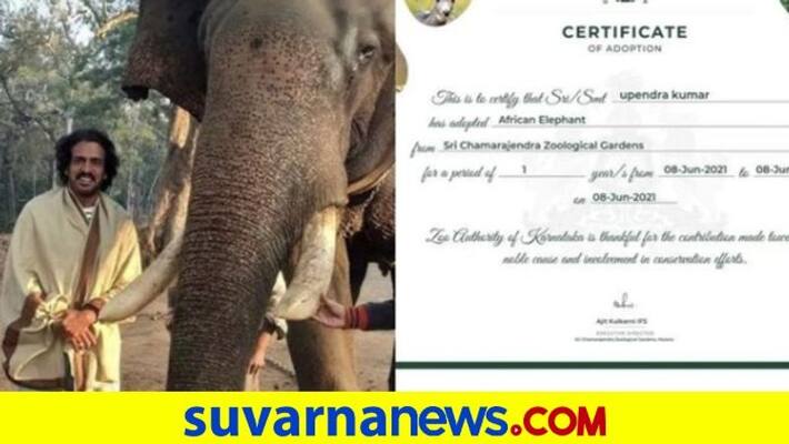 Kannada actor Upendra adopts an African elephant from Mysore Zoo vcs Kannada actor Upendra adopts an African elephant from Mysore Zoo vcs