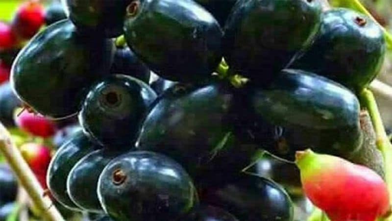 इन चीजों का करें सेवन
मौसमी फल खाएं
मानसून में मौसमी फलों की भरमार होती है जो आपकी त्वचा के लिए चमत्कार कर सकते हैं। बरसात के मौसम मे मिलने वाली लीची, नाशपाती, जामुन और आड़ू एंटीऑक्सीडेंट से भरपूर होते हैं। ये फ्रूट्स आपकी स्किन को हाइड्रेट रखने के साथ ही इंफेक्शन से भी बचाते हैं।