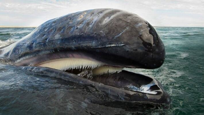 lobstermans narrow escape from Humpback whale mouth lobstermans narrow escape from Humpback whale mouth