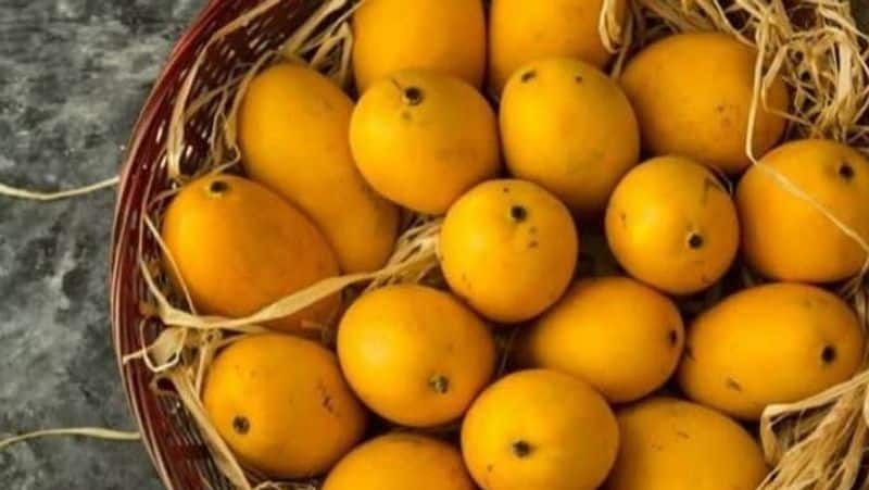 Food Safty Officers seize 7 tonnes of mangoes .. Destroyed