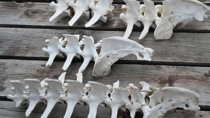 Evidence in Mexico serial killer house suggests 3787 bone fragments of 17 victims pod Evidence in Mexico serial killer house suggests 3787 bone fragments of 17 victims pod