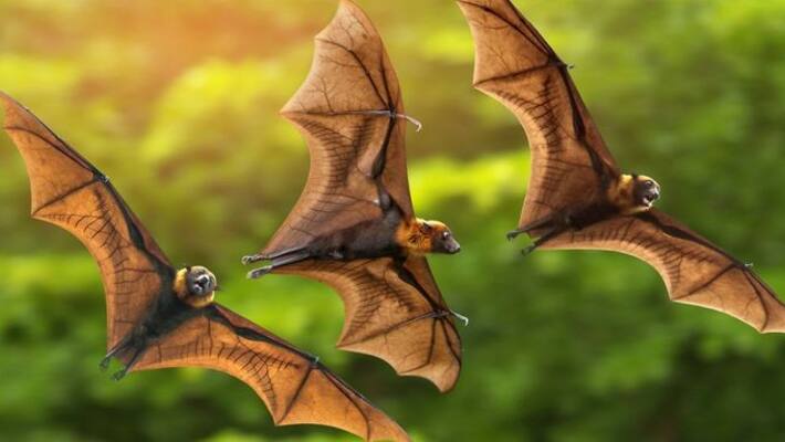 New coronaviruses found in bats amid renewed calls to probe Covid-19 origins New coronaviruses found in bats amid renewed calls to probe Covid-19 origins