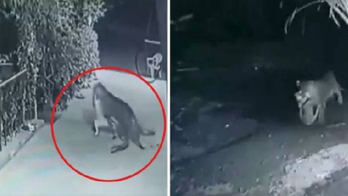Leopard hunts pet dog sleeping outside house video goes viral Leopard hunts pet dog sleeping outside house video goes viral