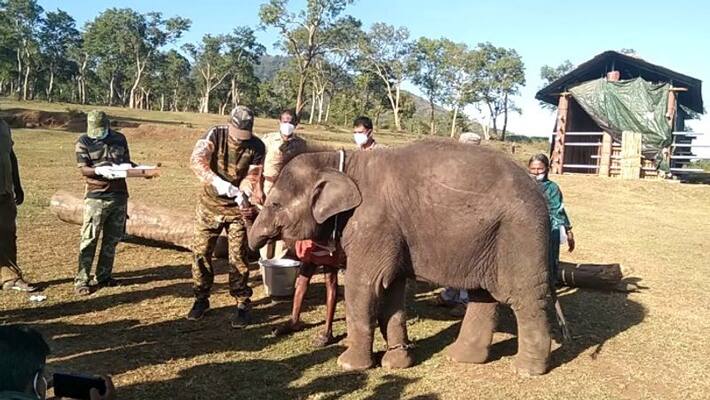 No worries; The covid test result of the elephants in Mudumalai is negative No worries; The covid test result of the elephants in Mudumalai is negative