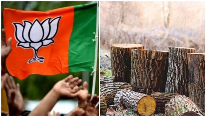 tree robbery in kerala stat bjp to intensify protest tree robbery in kerala stat bjp to intensify protest