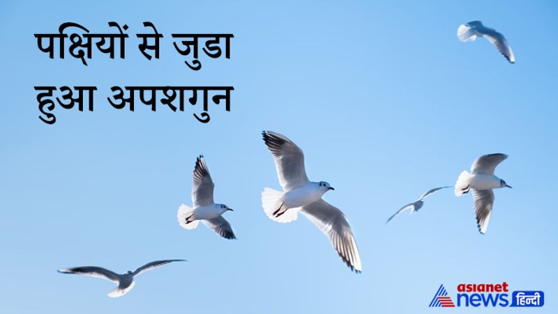 6. पक्षियों से जुडा हुआ अपशगुन
घर पर मकड़ी के जाले का होना और चमगादड़ों, कबूतरों का घर पर डेरा डालना बड़ी अपशगुन माना जाता है। इसके अलावा घर पर घायल या मृत्यु पक्षी गिरना बहुत ही अपशकुन माना जाता है।
