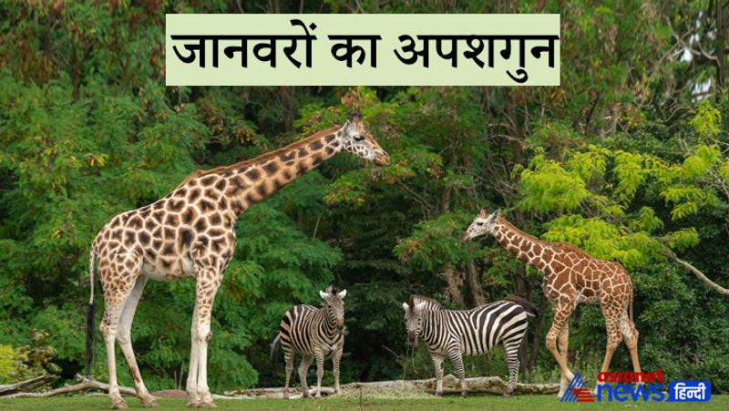 7- जानवरों का अपशगुन
घर पर कुत्तों और बिल्लियों का रोना या फिर आपस में झगड़ा करना अच्छा नहीं माना जाता है। घर या घर के आसपास कुत्तों या बिल्लियों का रोना किसी अप्रिय घटना के होने का संकेत माना जाता है। 