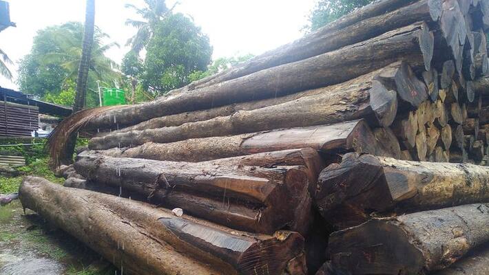 tree cut controversy crime branch fir tree cut controversy crime branch fir