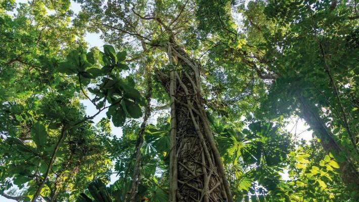 15 metre tree discovered in Andaman and Nicobar Islands bmm 15 metre tree discovered in Andaman and Nicobar Islands bmm