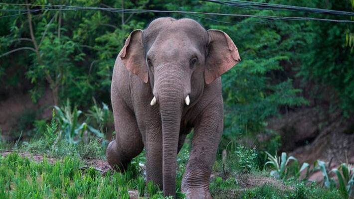 Elephants broke 6 houses in Medinipur Sadar bpsb Elephants broke 6 houses in Medinipur Sadar bpsb