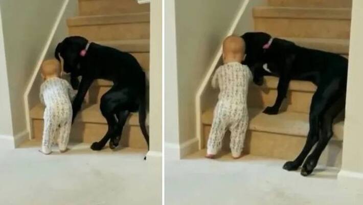 Pet dog stops baby from climbing stairs video goes viral Pet dog stops baby from climbing stairs video goes viral