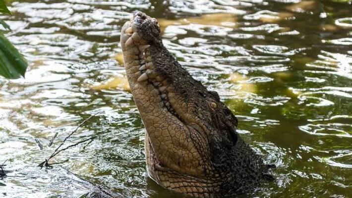 crocodile named after osama bin laden terrorised African village crocodile named after osama bin laden terrorised African village