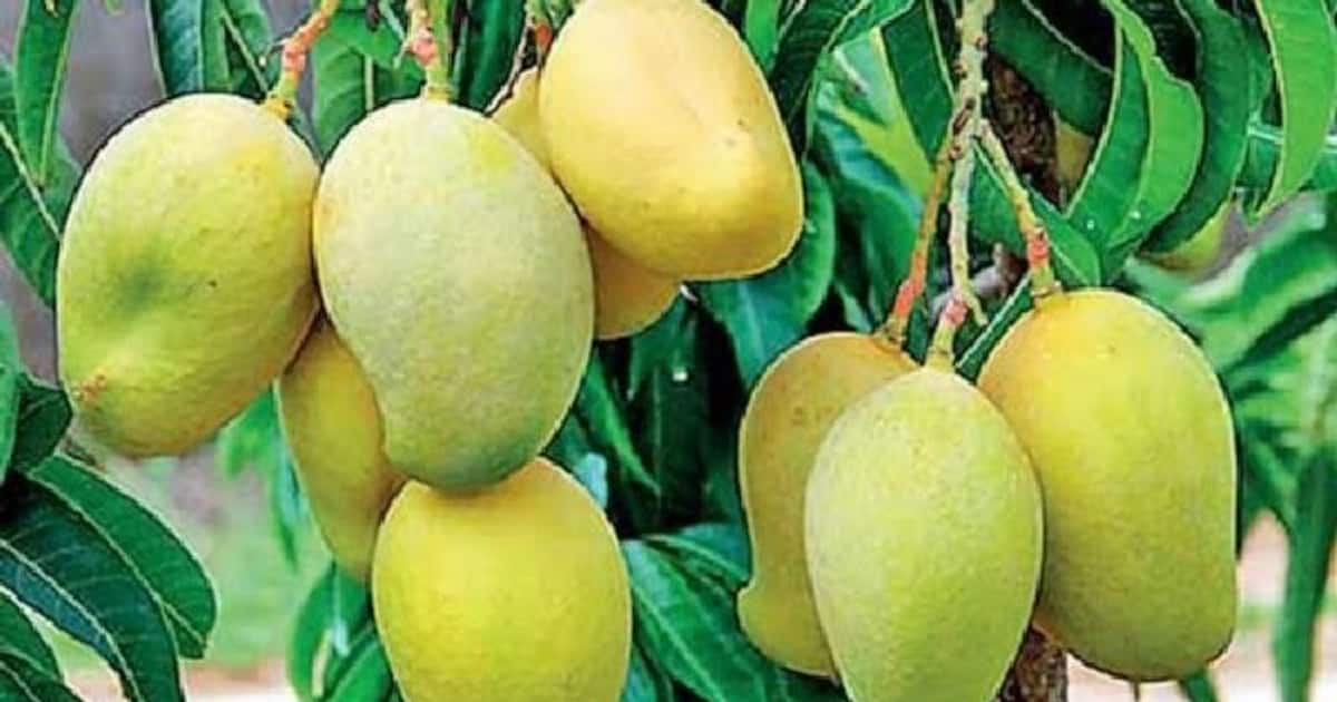 Indian Mangoes To USA ರೈತನ ತೋಟದಿಂದ ನೇರವಾಗಿ ಅಮೆರಿಕಾಗೆ ಮಾವಿನ ಹಣ್ಣು, ಭಾರತದ