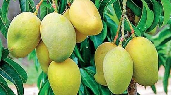 Central government secures approval for export of Indian mangoes to USA this season ckm Central government secures approval for export of Indian mangoes to USA this season ckm