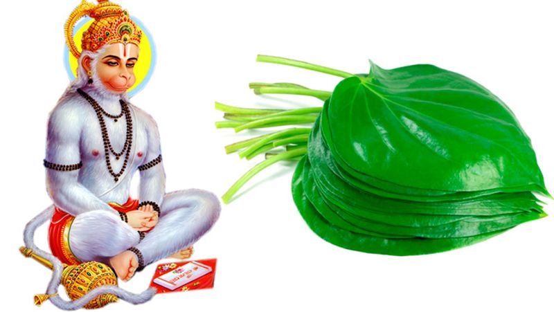 3. हनुमानजी को चढ़ाएं ये चीजें
बजरंग बली को प्रसन्न करने के लिए हर मंगलवार और शनिवार को हनुमानजी को बनारसी पान अर्पित करें। सिंदूर, चमेली का तेल और लाल कपड़ा भी अर्पित करें। चने का प्रसाद चढ़ाएं। हनुमान चालीसा या सुंदरकांड का पाठ करें।
