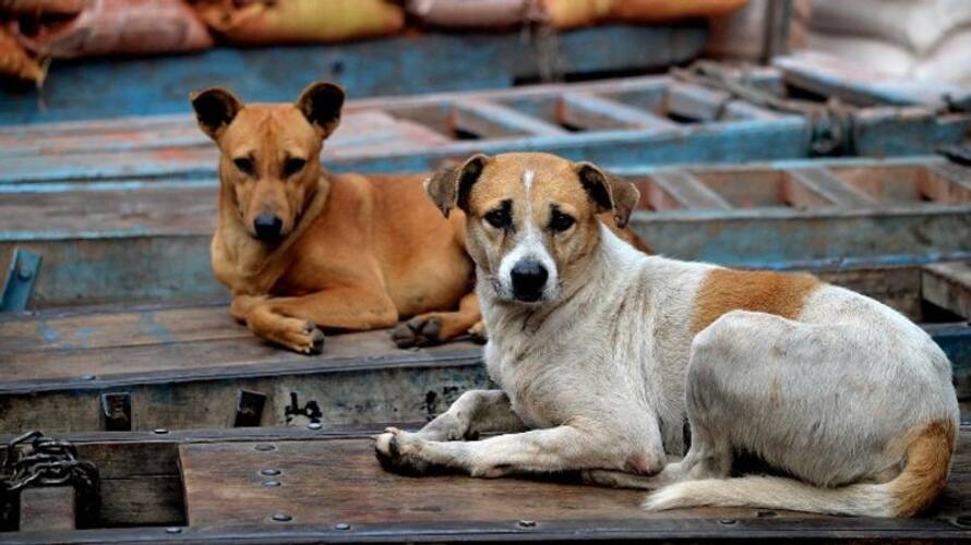 stray dog attack in idukki stray dog attack in idukki